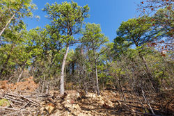 property photo for Stone Bridge Phase II Tract 123, 23.24 acres for sale in LatimerHaskell County, Oklahoma