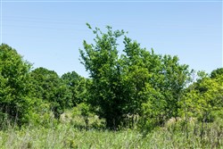 property photo for Starfield Acres Tract 1, 5.38 acres for sale in Lincoln County, Oklahoma