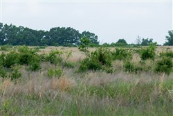 property photo for Starfield Acres Tract 1, 5.38 acres for sale in Lincoln County, Oklahoma