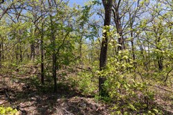 property photo for Allies Acres Tract 3, 5.02 acres for sale in Pittsburg County, Oklahoma
