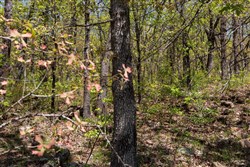 property photo for Allies Acres Tract 3, 5.02 acres for sale in Pittsburg County, Oklahoma