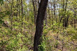 property photo for Allies Acres Tract 3, 5.02 acres for sale in Pittsburg County, Oklahoma