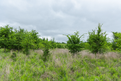 property photo for Harmony Hills Tract 1, 5.17 acres for sale in Pittsburg County, Oklahoma
