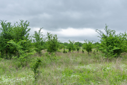 property photo for Harmony Hills Tract 1, 5.17 acres for sale in Pittsburg County, Oklahoma