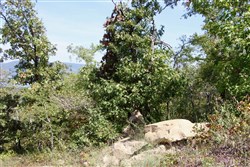 property photo for Lakeview Private Reserve Tract 13, 5.84 acres for sale in Pushmataha County, Oklahoma