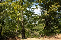property photo for Lakeview Private Reserve Tract 14, 5.79 acres for sale in Pushmataha County, Oklahoma