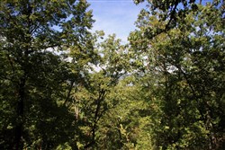 property photo for Lakeview Private Reserve Tract 15, 5.54 acres for sale in Pushmataha County, Oklahoma