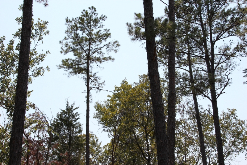 Tract 10 at Lake View Ranch in Pushmataha County, Oklahoma