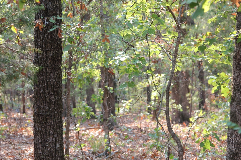 Tract 12 at Lake View Ranch in Pushmataha County, Oklahoma