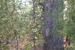 property photo for Lake View Ranch Tract 13, 4.2 acres for sale in Pushmataha County, Oklahoma
