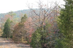 property photo for Lake View Ranch Tract 13, 4.2 acres for sale in Pushmataha County, Oklahoma