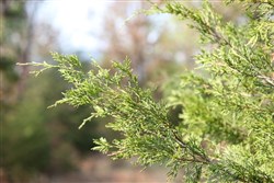 property photo for Lake View Ranch Tract 13, 4.2 acres for sale in Pushmataha County, Oklahoma