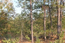 property photo for Lake View Ranch Tract 15, 6.31 acres for sale in Pushmataha County, Oklahoma