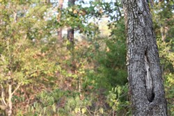 property photo for Lake View Ranch Tract 15, 6.31 acres for sale in Pushmataha County, Oklahoma
