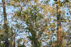 property photo for Lake View Ranch Tract 15, 6.31 acres for sale in Pushmataha County, Oklahoma
