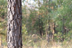 property photo for Lake View Ranch Tract 15, 6.31 acres for sale in Pushmataha County, Oklahoma