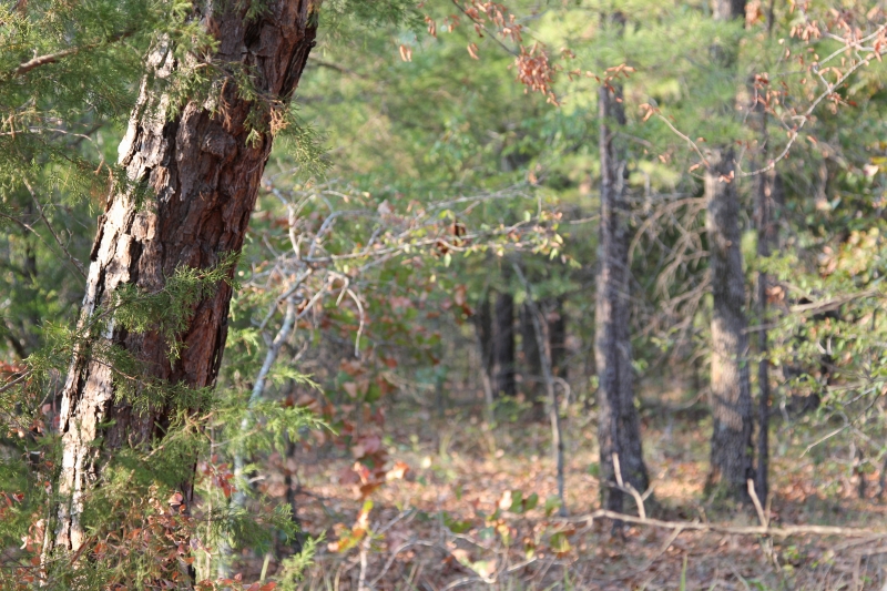 Tract 16 at Lake View Ranch in Pushmataha County, Oklahoma
