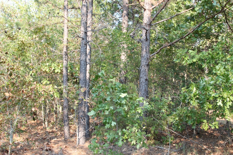 Tract 18 at Lake View Ranch in Pushmataha County, Oklahoma