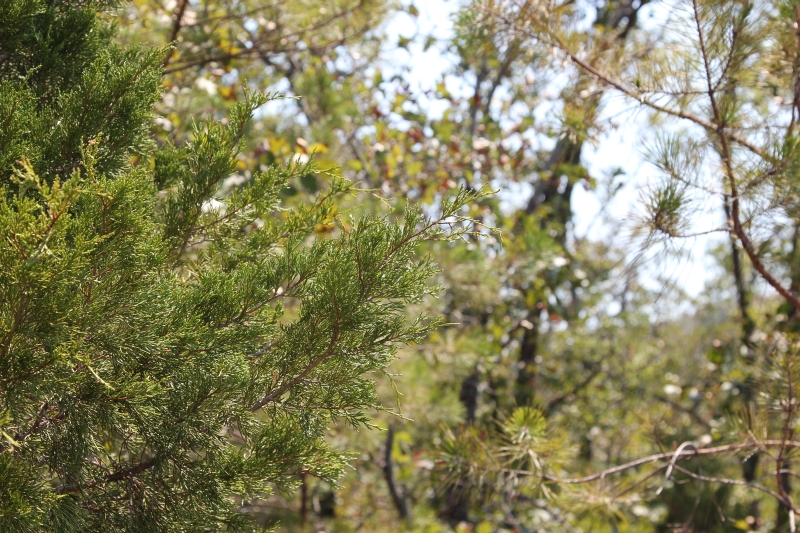 Tract 2 at Lake View Ranch in Pushmataha County, Oklahoma