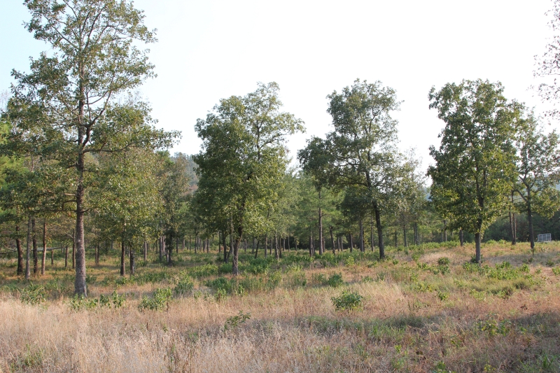 Tract 28 at Lake View Ranch in Pushmataha County, Oklahoma