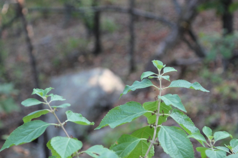 Tract 38 at Lake View Ranch in Pushmataha County, Oklahoma