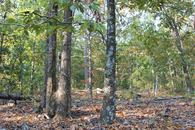 Tract 40 at Lake View Ranch in Pushmataha County, Oklahoma