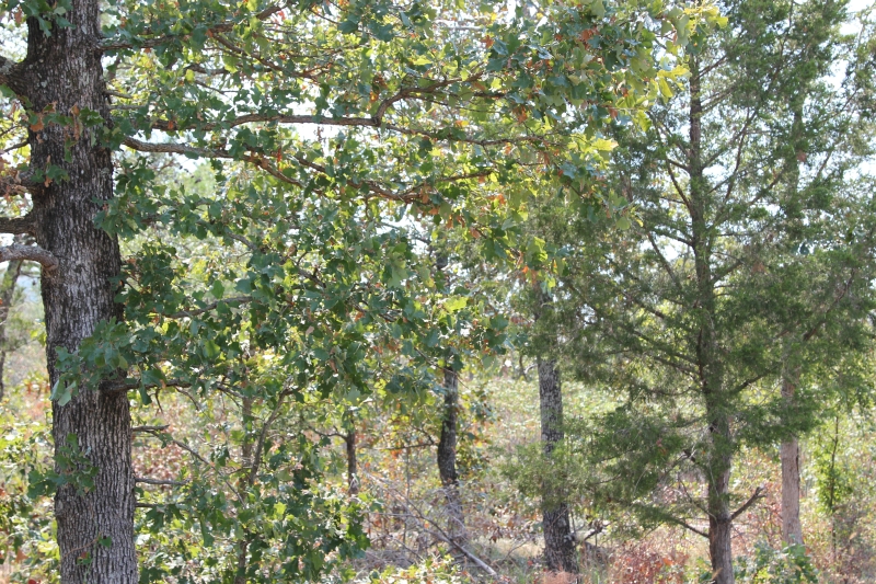 Tract 9 at Lake View Ranch in Pushmataha County, Oklahoma