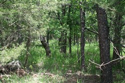property photo for Pushmataha Tract 2, 8.29 acres for sale in Pushmataha County, Oklahoma