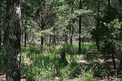 property photo for Pushmataha Tract 2, 8.29 acres for sale in Pushmataha County, Oklahoma
