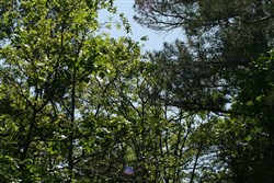 property photo for Pushmataha Tract 2, 8.29 acres for sale in Pushmataha County, Oklahoma