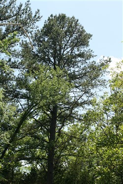 property photo for Pushmataha Tract 2, 8.29 acres for sale in Pushmataha County, Oklahoma