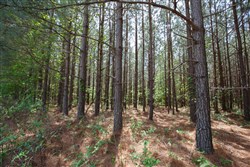 property photo for Red Barn Ranch Tract 64, 4.71 acres for sale in Benton County, Tennessee