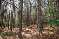 property photo for Red Barn Ranch Tract 64, 4.71 acres for sale in Benton County, Tennessee
