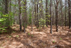 property photo for Red Barn Ranch Tract 64, 4.71 acres for sale in Benton County, Tennessee