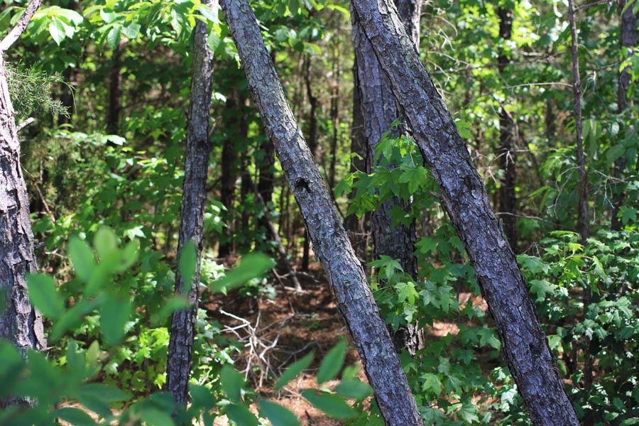 Tract 3 at Hickory Hill Ranch in Decatur County, Tennessee