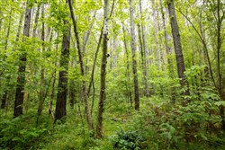 property photo for Whiskey Ridge Tract 78, 7.39 acres for sale in Henderson County, Tennessee