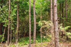 property photo for Whiskey Ridge Tract 78, 7.39 acres for sale in Henderson County, Tennessee