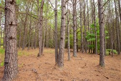 property photo for Whiskey Ridge Tract 78, 7.39 acres for sale in Henderson County, Tennessee