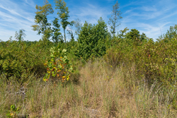 property photo for Big White Oak Tract 49, 5.45 acres for sale in Perry County, Tennessee