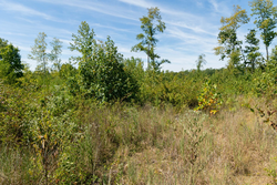 property photo for Big White Oak Tract 49, 5.45 acres for sale in Perry County, Tennessee