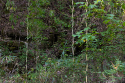 property photo for Big White Oak Tract 5, 7.72 acres for sale in Perry County, Tennessee