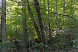 property photo for Big White Oak Tract 5, 7.72 acres for sale in Perry County, Tennessee