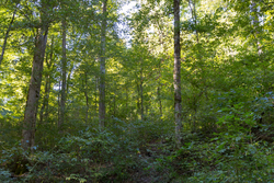 property photo for Big White Oak Tract 5, 7.72 acres for sale in Perry County, Tennessee