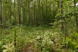 property photo for Big White Oak Tract 83, 15.55 acres for sale in Perry County, Tennessee