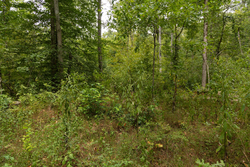 property photo for Big White Oak Tract 83, 15.55 acres for sale in Perry County, Tennessee