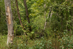 property photo for Big White Oak Tract 83, 15.55 acres for sale in Perry County, Tennessee