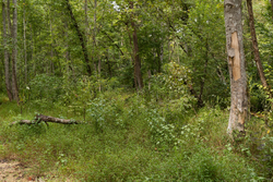 property photo for Big White Oak Tract 83, 15.55 acres for sale in Perry County, Tennessee
