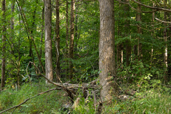 property photo for Big White Oak Tract 83, 15.55 acres for sale in Perry County, Tennessee