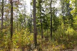 property photo for Big White Oak Tract 83, 15.55 acres for sale in Perry County, Tennessee