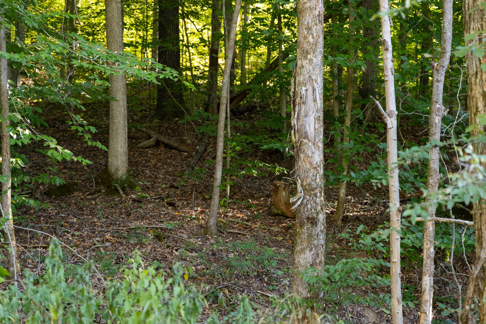 15.55 acre rural land tract for sale at Big White Oak Tract 83 in Perry County, Tennessee